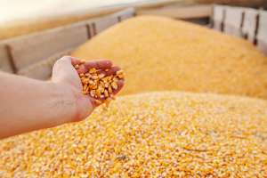 O grão de milho é o concentrado energético mais utilizado para nutrição animal em todo o Brasil.
